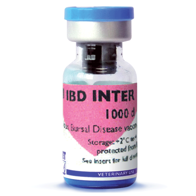 AVI IBD Inter