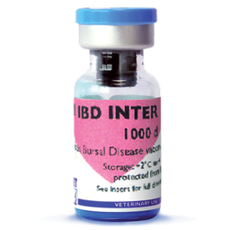 AVI IBD Inter